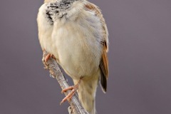 HouseSparrowTW7_3199-web