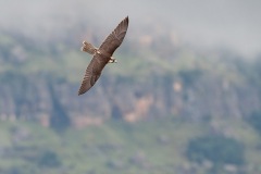 LannerFalconTW7_5656-web