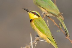 LittleBee-eater_D3S9083-web