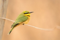 LittleBeeEater_D802247-web