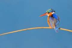 MK_D800832crop