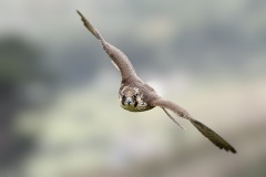 PeregrineTW7_5883-web
