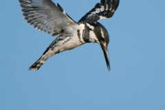 PiedKingfisher2Irene2008web