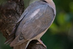 Red-eyedDove-web