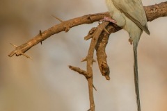 Red-facedMousebird_D801789-web