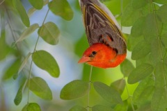 Red-headedWeaver_D3S8743-web