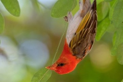 Red-headedWeaver_D3S8757-web