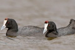 Red-knobbed-Coots-web
