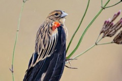 RietvleiLTWeclipseTW7_4325web