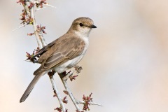SA2008-Elandshoek4-178-Marico-Flycatcher-web