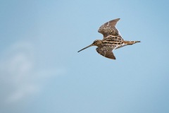 SA2008-Marievale-343-Snipe