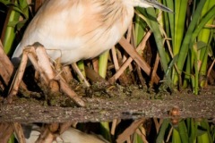 SA2008-Marievale-3SquaccoHeron-web