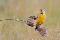 SingingInTheRainTW7_4343