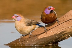 Violet-earedWaxbills-webSA2008-Elandshoek1-199