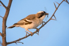 White-browedSparrow-weaver-webSA2008Elandshoek6-6