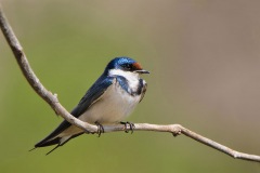 White-throatedSwallow-SA2008Irene1-8-web