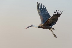 WoolyNeckedStork_D801549-web