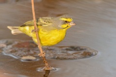 Yellow-eyedCanary_D801781-web
