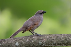 South American Birds