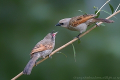 Bay-wingedCowbird_D810281-web
