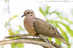EaredDove_D810041-web