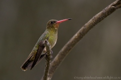 GildedHummingbird_D810222-web