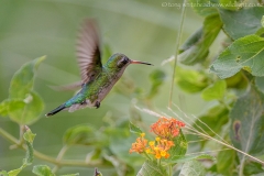 Glittering-belliedEmerald_D810089-web