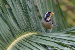 Golden-billedSaltator_D819968-web