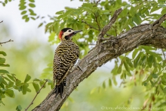 Green-barredWoodpecker_D810001-web