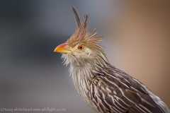 GuiraCuckoo_D810311-web