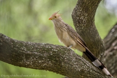 GuiraCuckoo_D810318-web