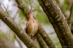 Hornero_D810246-web