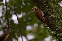 Narrow-billedWoodcreeper_D819947-web