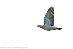 PicazuroPigeon_D810015-web