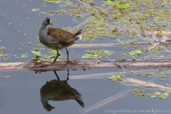 Spot-flankedGallinule_D819991-web