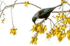 Tui_in_Kowhai