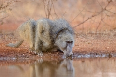 Baboon_D801721-web