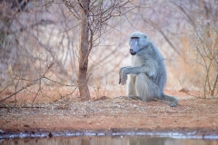 Baboon_D801730-web