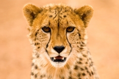 Cheetah