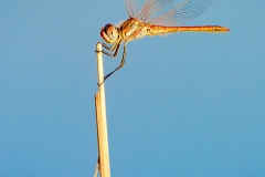 DragonFly_D3S8853-web