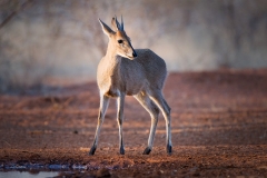Duiker