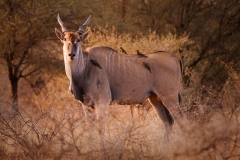 Eland_bull_oxpeckers