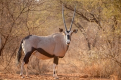 Gemsbok_D802313-web