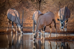 Gemsbok_D802611-web