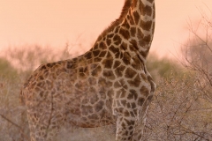 Giraffe_D801724-5-pano