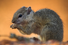 Ground_squirrel10