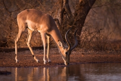 Impala_ram