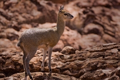 Klipspringer