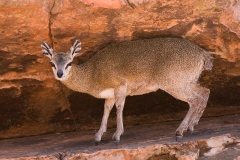 Klipspringer_cave