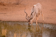 Kudu_D802029-web